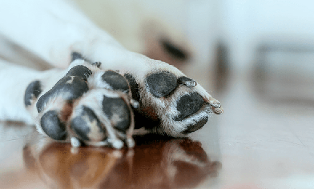 Acusan a hombre de matar a golpes a su perro por orinar en el piso