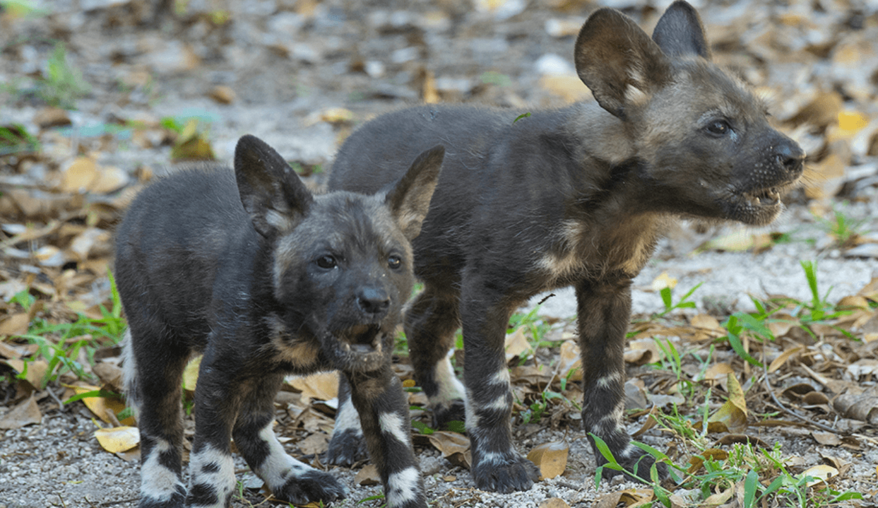 Pero la madre no le permitió al padre de los cachorros acercarse a ellos, así que solo puedo verlos a la distancia