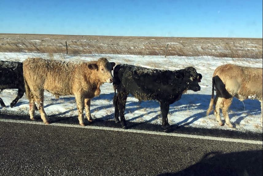 Ganado que sobrevivió a la tormenta invernal en Texas y New Mexico