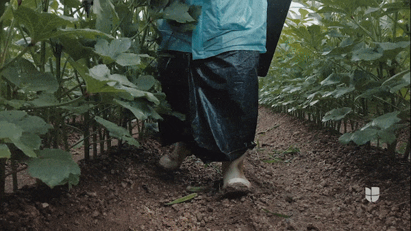 Los trabajadores que cosechan los campos de Homestead, una ciudad en el sur de Florida, nunca detuvieron sus labores durante la pandemia del coronavirus.