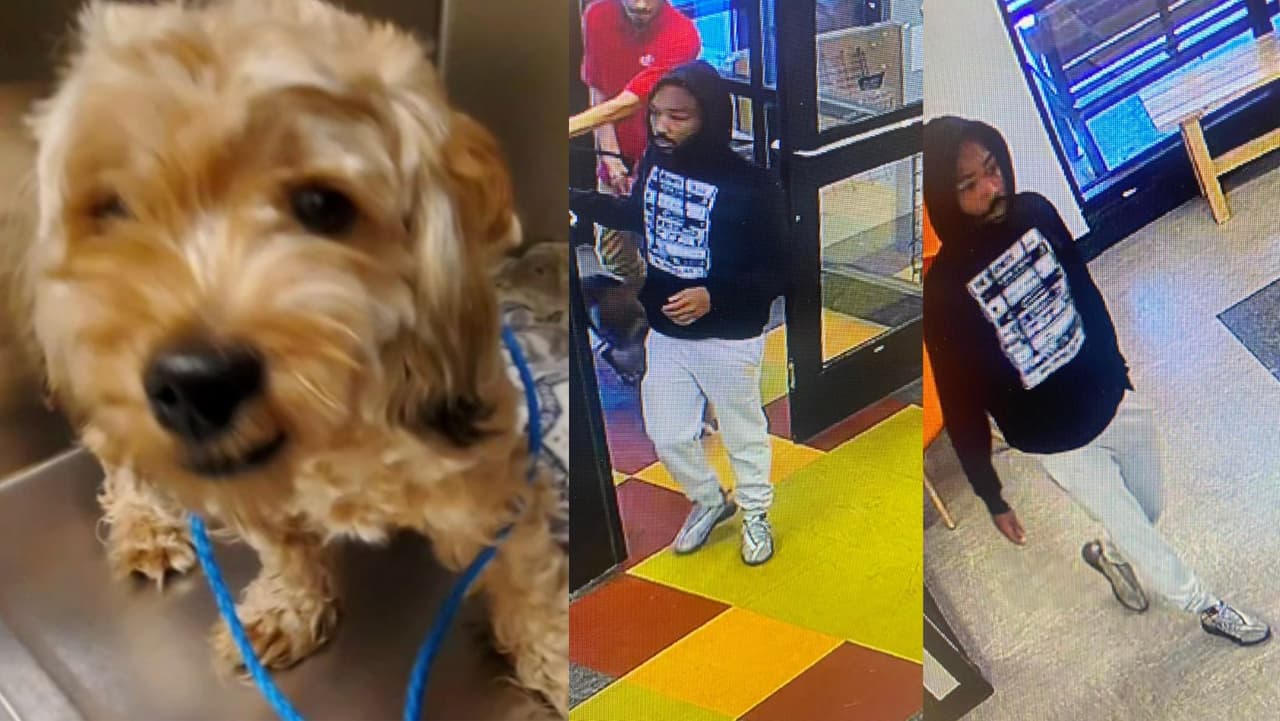 Buscan a 'Withers', un perrito robado del refugio de animales ACCT Philly en Hunting Park