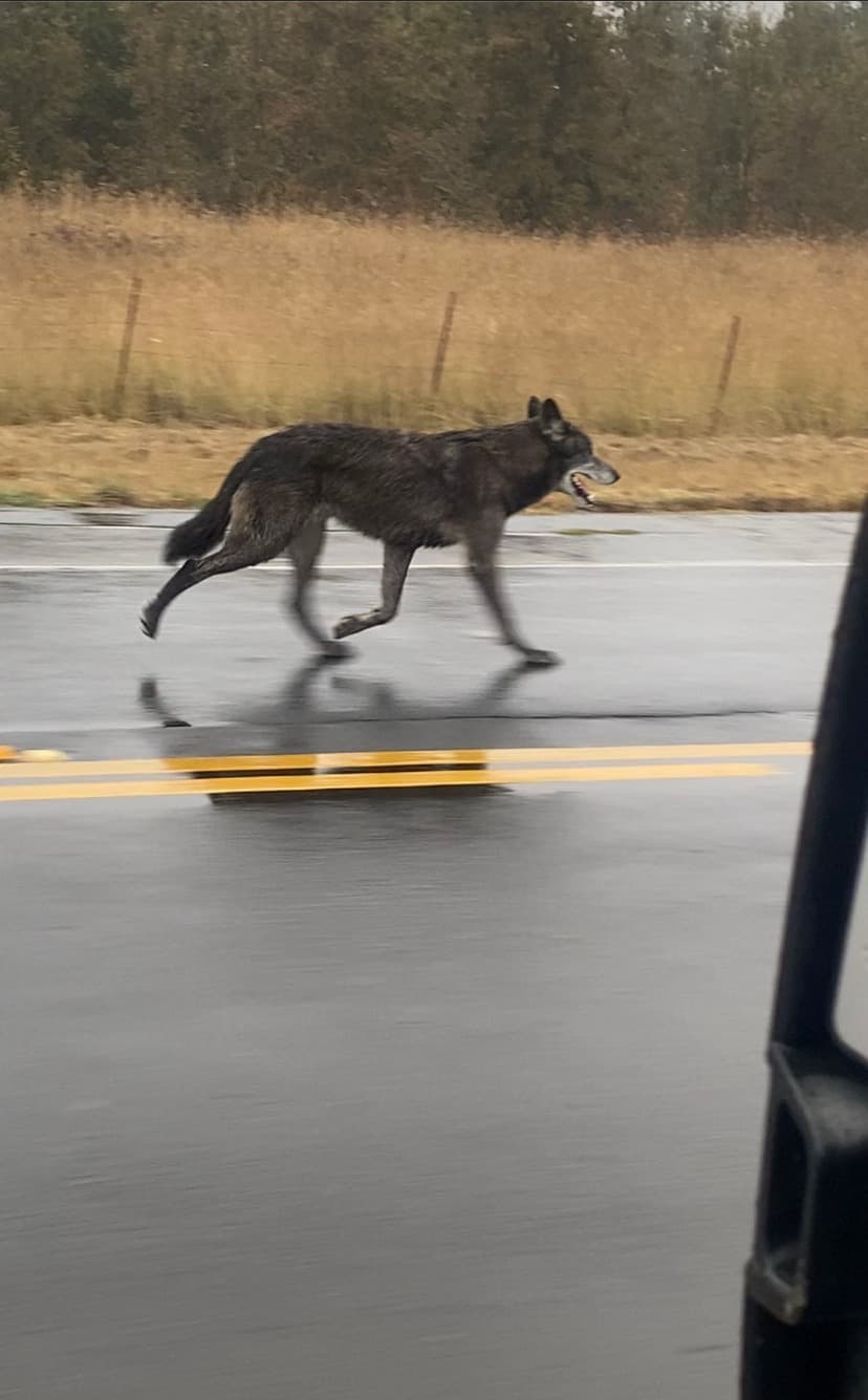 Los híbridos de lobo son conocidos por su tendencia a deambular, y en este caso, se cree que Shadow aprovechó la oportunidad de escaparse mientras le preparaban la cena.