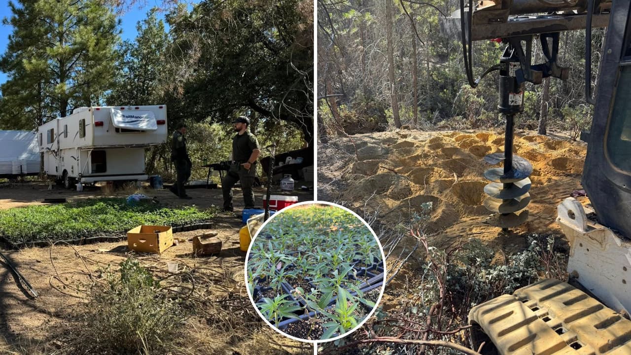 Desmantelan plantíos ilegales de marihuana en California; incautan más de 3,600 plantas y detienen a dos