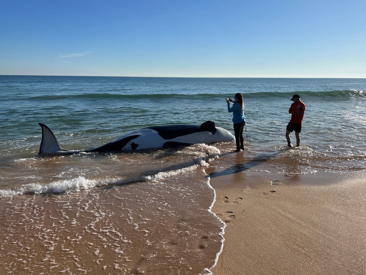 La ballena asesina de más de 7,000 libras de peso y 21 pies de largo fue localizada la mañana del 11 de enero al sur de Jungle Hut Park en Palm Coast, de acuerdo con informes iniciales del Alguacil del condado Flagler. La Administración Nacional Oceánica y Atmosférica señaló a través de un comunicado que la ballena era una hembra de edad adulta y que no tenía algún indicio de interacción con humanos o golpes, además se detectaron algunos "signos de enfermedades". Los detalles de la causa de la muerte de la ballena asesina que apareció en la costa de Florida serán dados a conocer una vez que se concluya la necropsia y los estudios de laboratorios correspondientes.