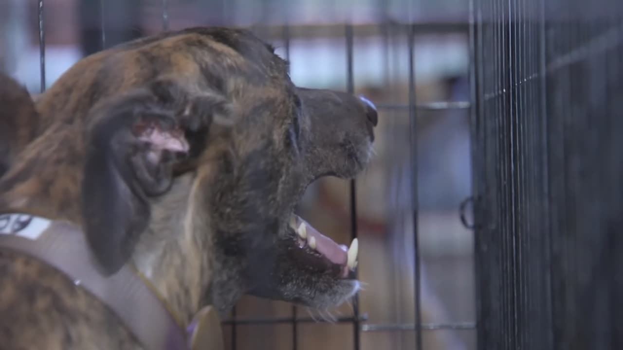 También hay perros a cargo del Servicio de Animales de Miami-Dade, que adoptan los bomberos.