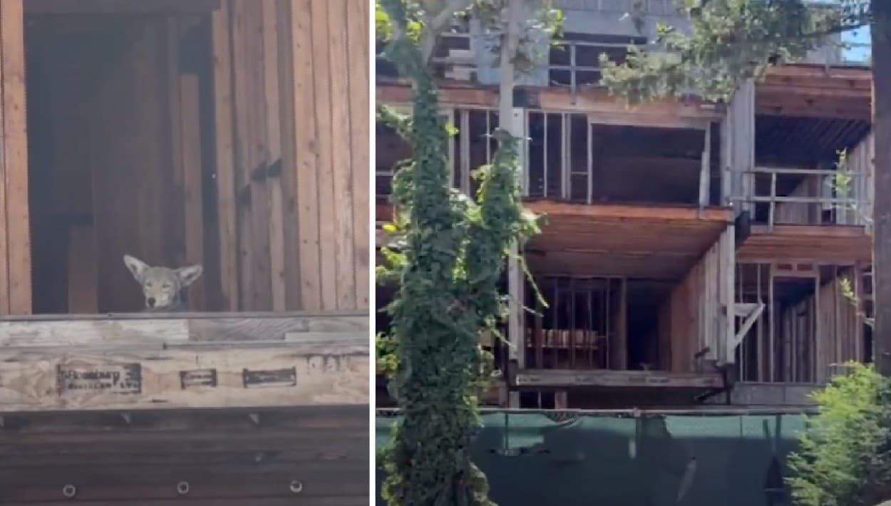 Con los días contados el 'Coyote Condo' en West Hollywood: qué pasará con la manada invasora