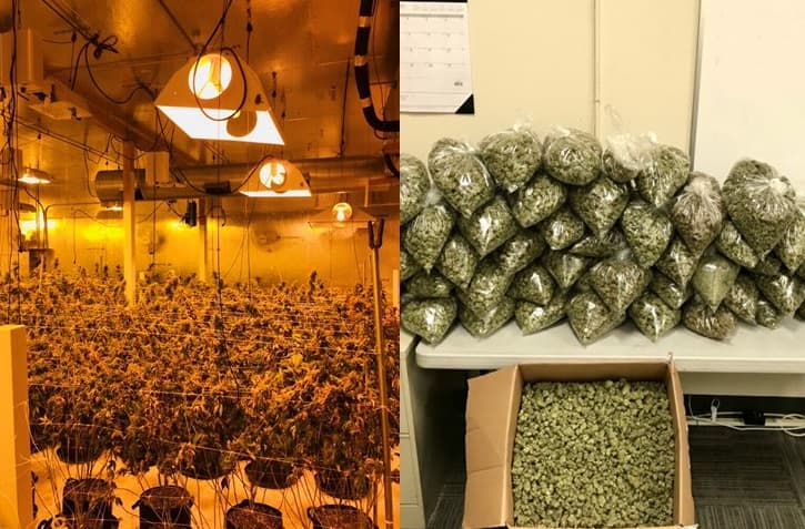 Ya es legal la marihuana en California, pero las autoridades siguen tras los negocios sin permiso