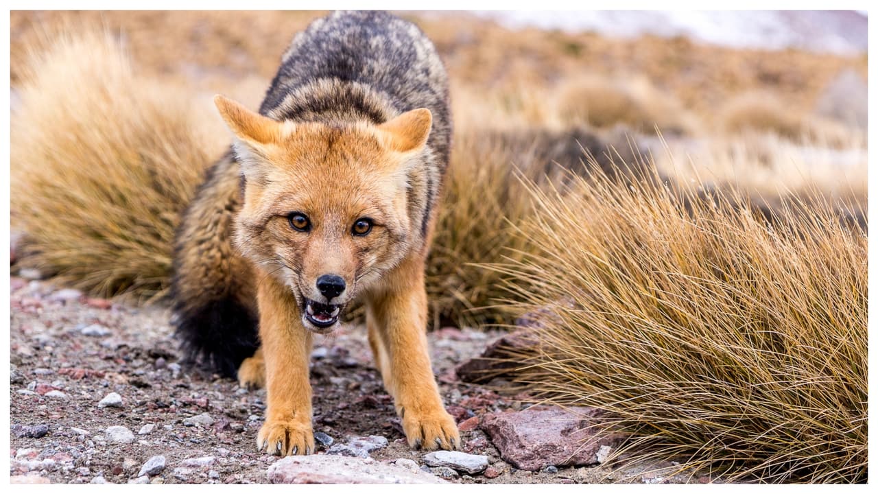 Zorros rabiosos atacan a seis niños en un mismo día en Nueva Jersey mientras jugaban al aire libre