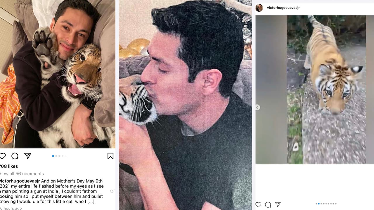 “Te agradezco el amor y los recuerdos que hicimos juntos”: el emotivo mensaje de Víctor Cuevas al tigre India