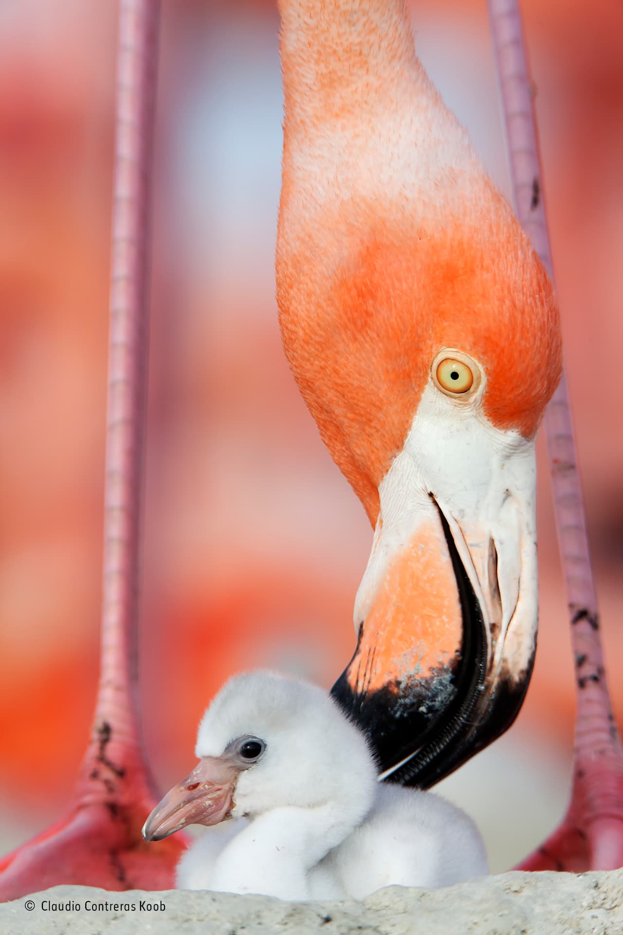 Esta cría de flamenco del Caribe tiene menos de cinco días y está siendo mimada por uno de sus padres en la reserva de la biosfera Ría Lagartos, Yucatán, México. Los polluelos permanecen en el nido por menos de una semana; luego deambulan por la colonia en guarderías y comienzan a alimentarse por sí mismos, aunque sus padres continúan alimentándoles durante varios meses. Como la colonia de flamencos es muy sensible a la presencia humana, el autor de la imagen Claudio Contreras solo logró acercarse a la colonia a rastras.
<br>
<b>Fotografía: Claudio Contreras Koob / Museo de Historia Natural</b>