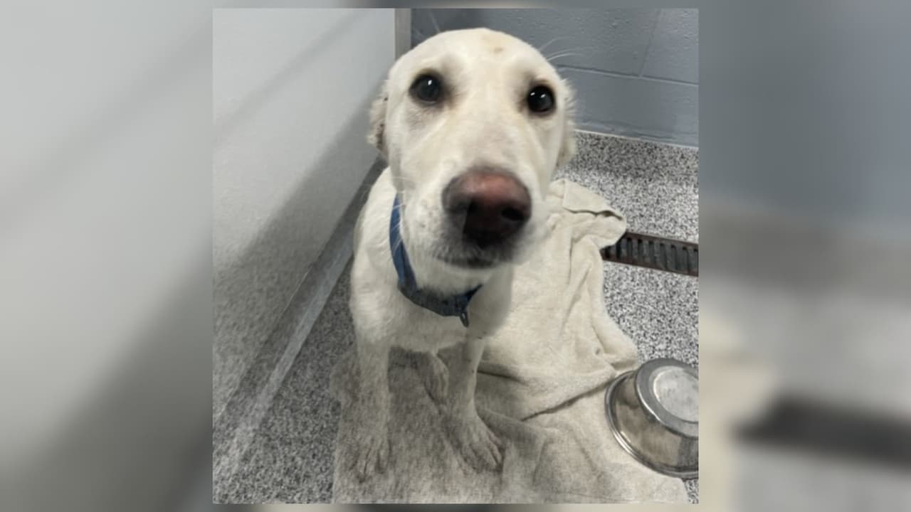 <h3 class="cms-H3-H3">Lo más grave fue lo que encontraron después </h3>
<br>Los perros estaban muy flacos, casi sin fuerza.
<b> Dos de ellos tenían las orejas cortadas y con infección</b>. Anderson confesó que
<b> él mismo lo hizo y que no los llevó al veterinario</b>. Los oficiales de control animal se llevaron a los perritos para que recibieran ayuda médica.
<b>Algunos estaban en estado muy delicado.</b>