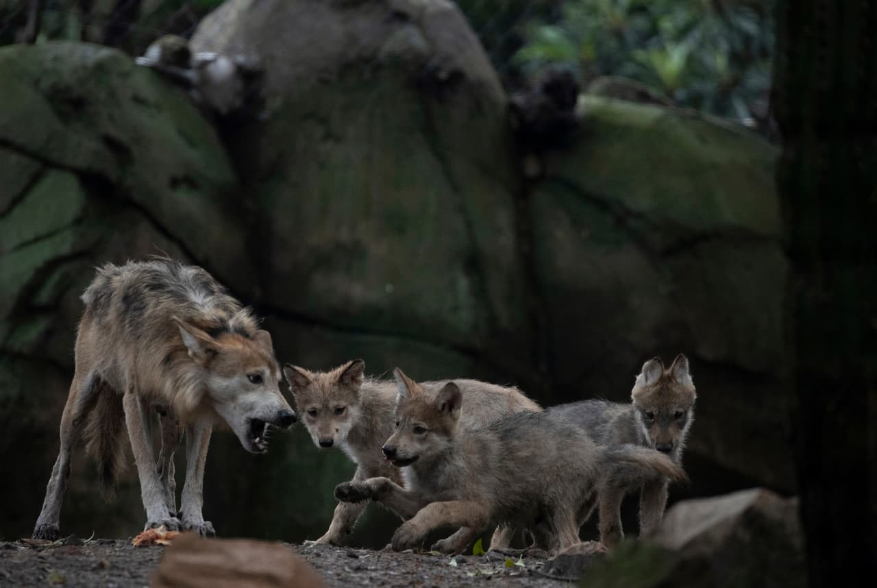 Familia de lobos grises mexicanos.