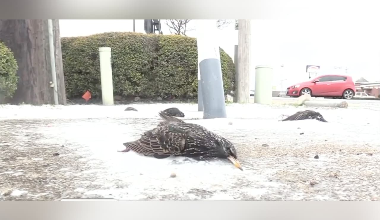 Pájaros muertos, posiblemente por el frío, en Corsicana, Texas.