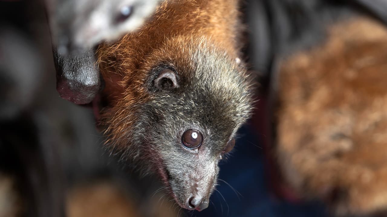 El otro lugar es en Waugh Drive Bridge donde alrededor de 250,000 murciélagos se congregan en primavera.