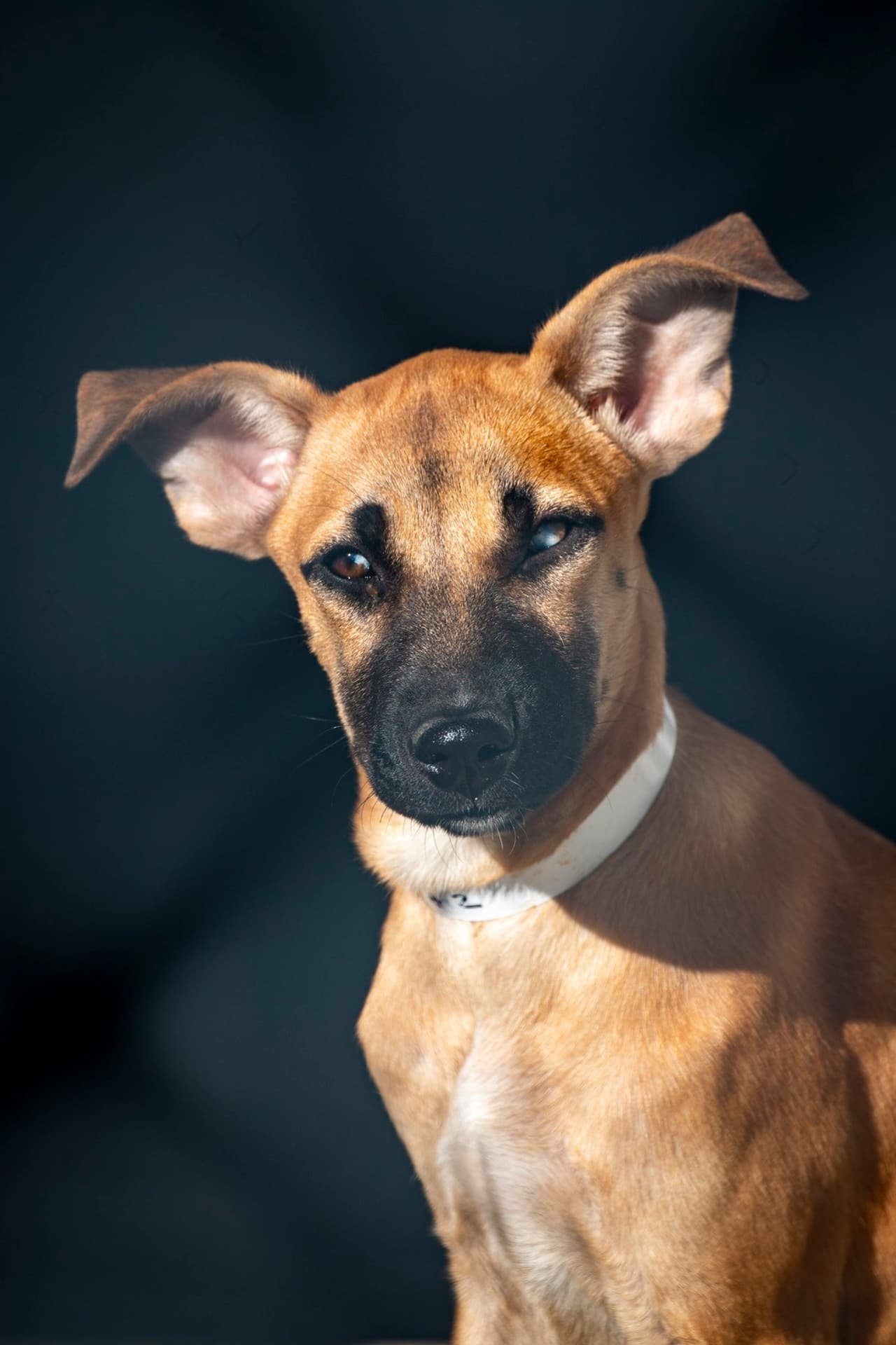 Un vuelo de evacuación de emergencia con más de 110 mascotas de refugio en riesgo llegó a Georgetown.