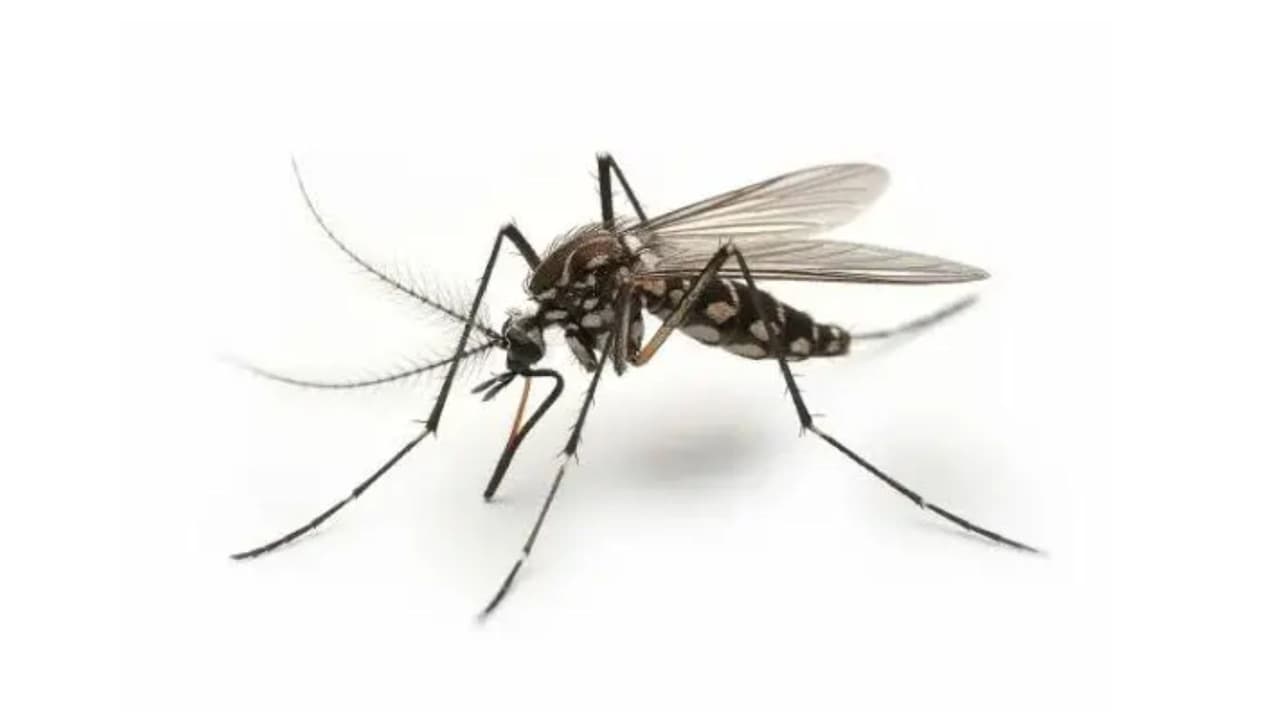 El mayor brote de dengue desde 1940 pone en riesgo a Florida; Tampa es el principal foco