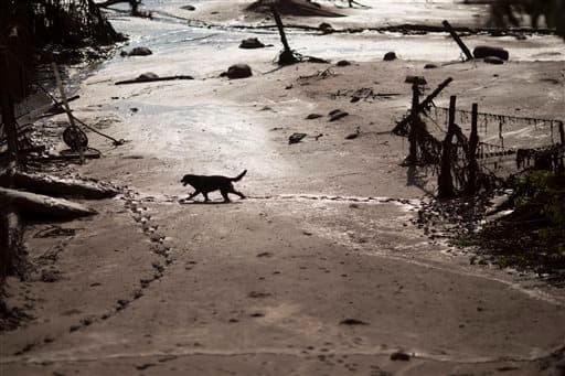 Un perro camina sobre el lodo en la pequeña ciudad de Bento Rodrigues.