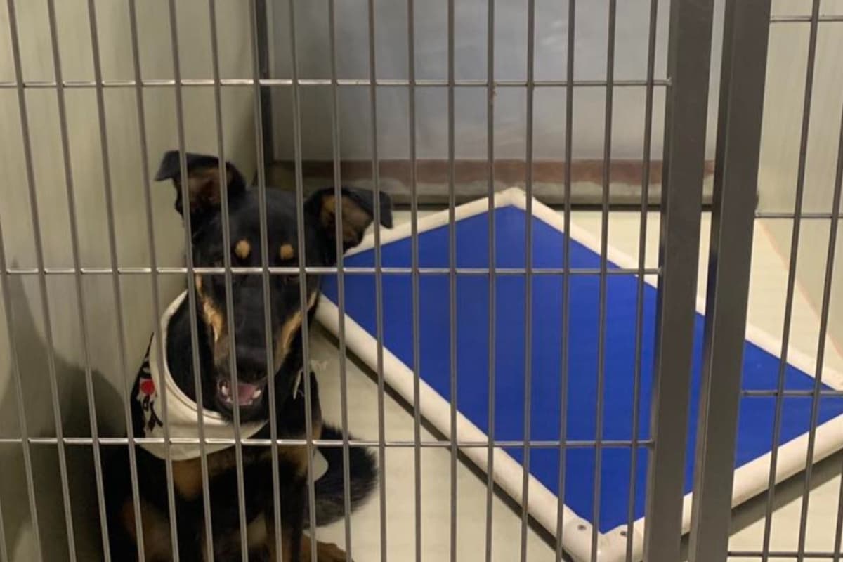 Quince mascotas ahora podrán descansar más tranquilos y cómodos con sus camitas. Es importante destacar la gran labor de los voluntarios del refugio, ya que además de rescatar del abandono, maltrato o peligro a los animalitos; también los curan, alimentan y les buscan un lugar en donde realmente serán felices el resto de sus vidas.