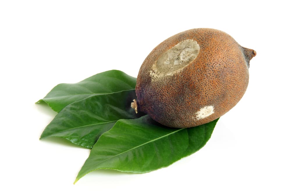 Eso sí, no olvides con regularidad revisar que los limones no se estén pudriendo rápidamente y siempre desecharlos y reemplazarlos, en cada habitación donde los pusiste. ¡Suerte y a disfrutar la energía renovada!