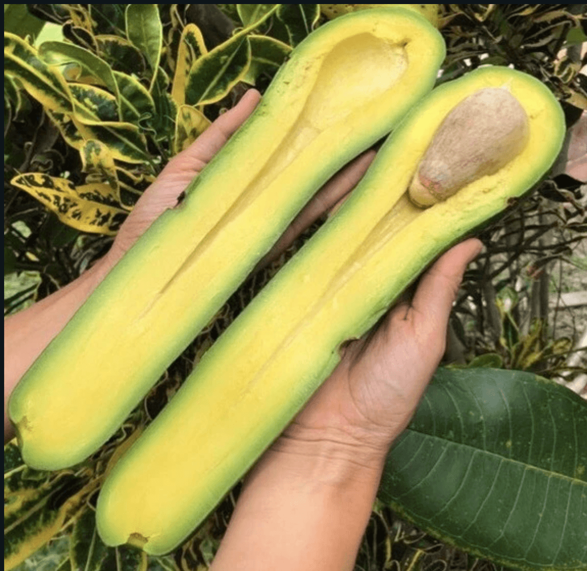 Estos aguacates, no son iguales a los demás, tiene un cuello más largo y pueden medir hasta 13 pulgadas (32,5 cms).
<br>