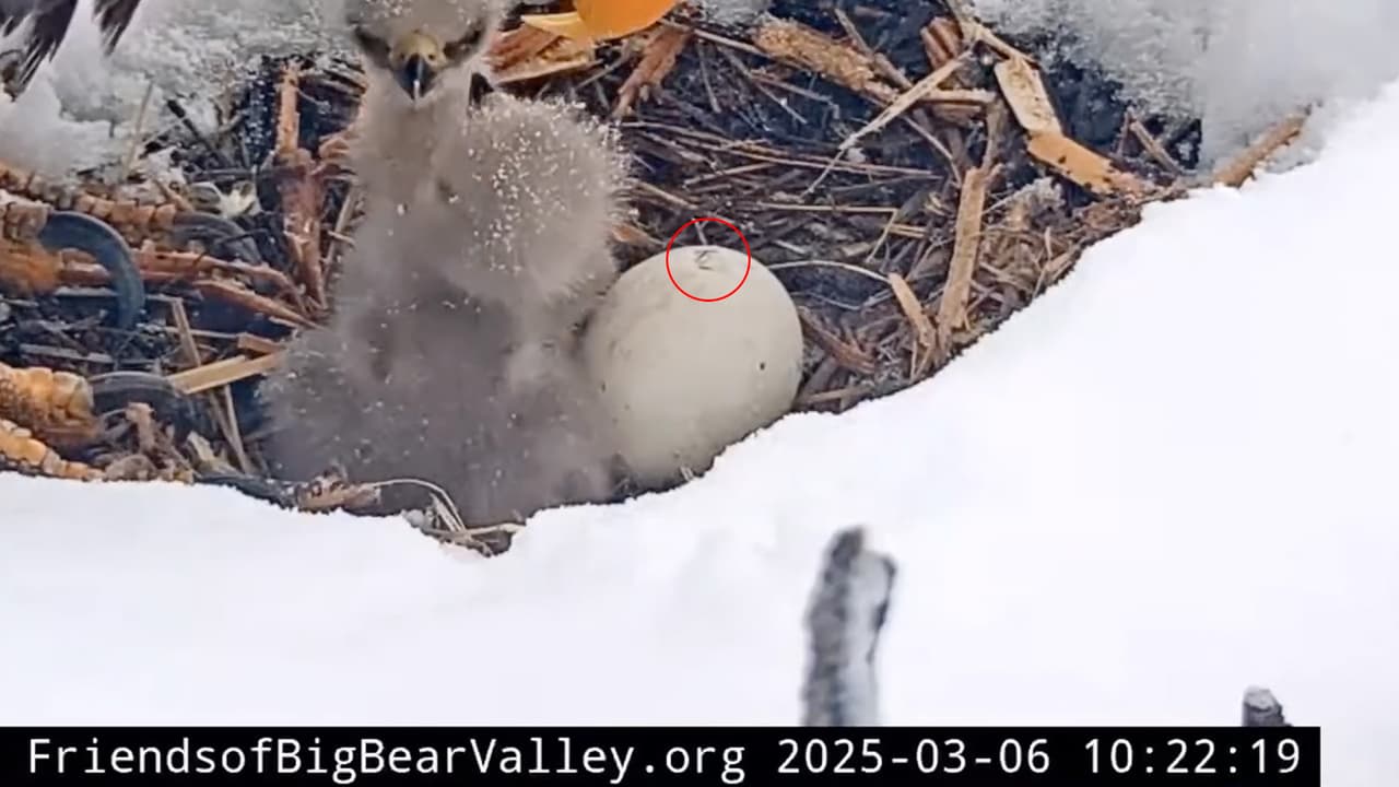 Con paciencia y cuidado, los progenitores supervisaron la última eclosión. Finalmente, en la tarde del jueves, el tercer aguilucho logró salir, completando así la nueva camada de Jackie y Shadow.
