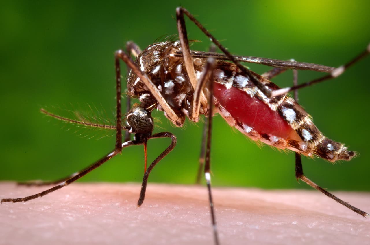 Florida confirma una muerte por dengue mientras lucha contra uno de sus peores brotes recientes