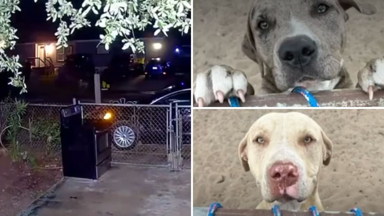 Mujer muere tras ataque de dos perros; su dueña es arrestada por homicidio