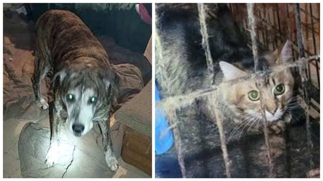 “El olor a amoníaco era horrible”: decenas de gatos y un perro estaban en jaulas con cucarachas en Broward