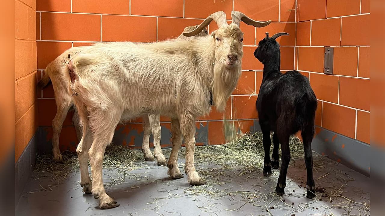 “¿Son tus cabras?” Centro de Control Animal de Chicago busca al dueño de tres animales