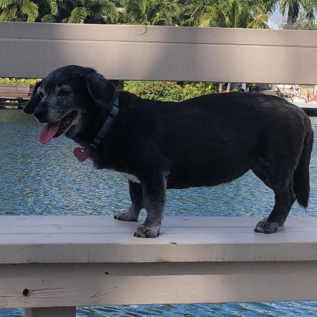 Hace casi un año, fue
<b><a href="https://www.univision.com/shows/el-gordo-y-la-flaca/lili-estefan-no-cabe-de-la-emocion-por-recuperar-a-su-perro-jalapeno-video">su bull terrier Jalapeño</a></b> el que se perdió. Y este miércoles, 14 de agosto, fue
<b>Sushi (en la foto), su perrita de casi 14 años</b>, la que desapareció.