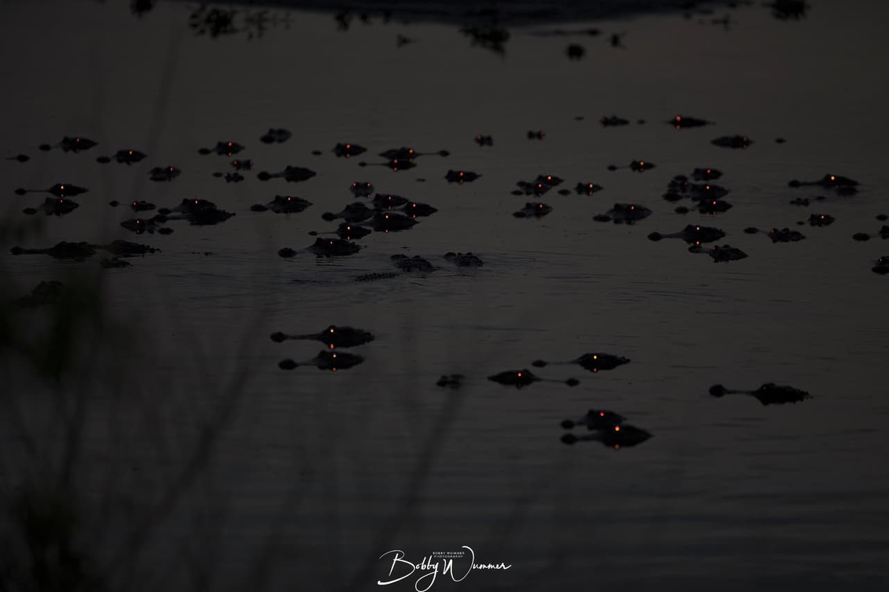 El fotógrafo dijo que utilizó un lente angular y todavía no logró incluir a todos los caimanes que se encontró en las fotos.