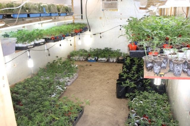 En total se contabilizaron 5,910 plantas vivas de marihuana, 640 libras de marihuana procesada y 1,000 libras de hojas secas de marihuana que se usan para hacer aceite.