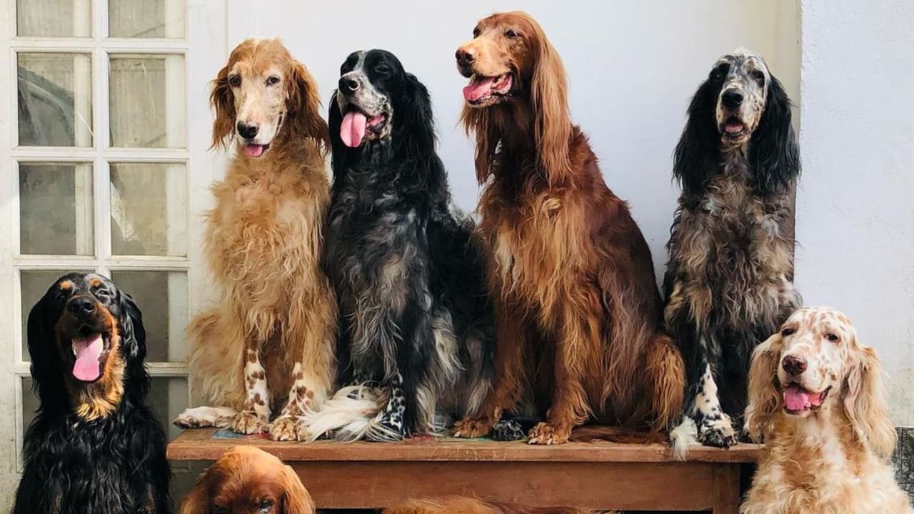 Estas son algunas de las mascotas que pertenecían a Jeff Machado.