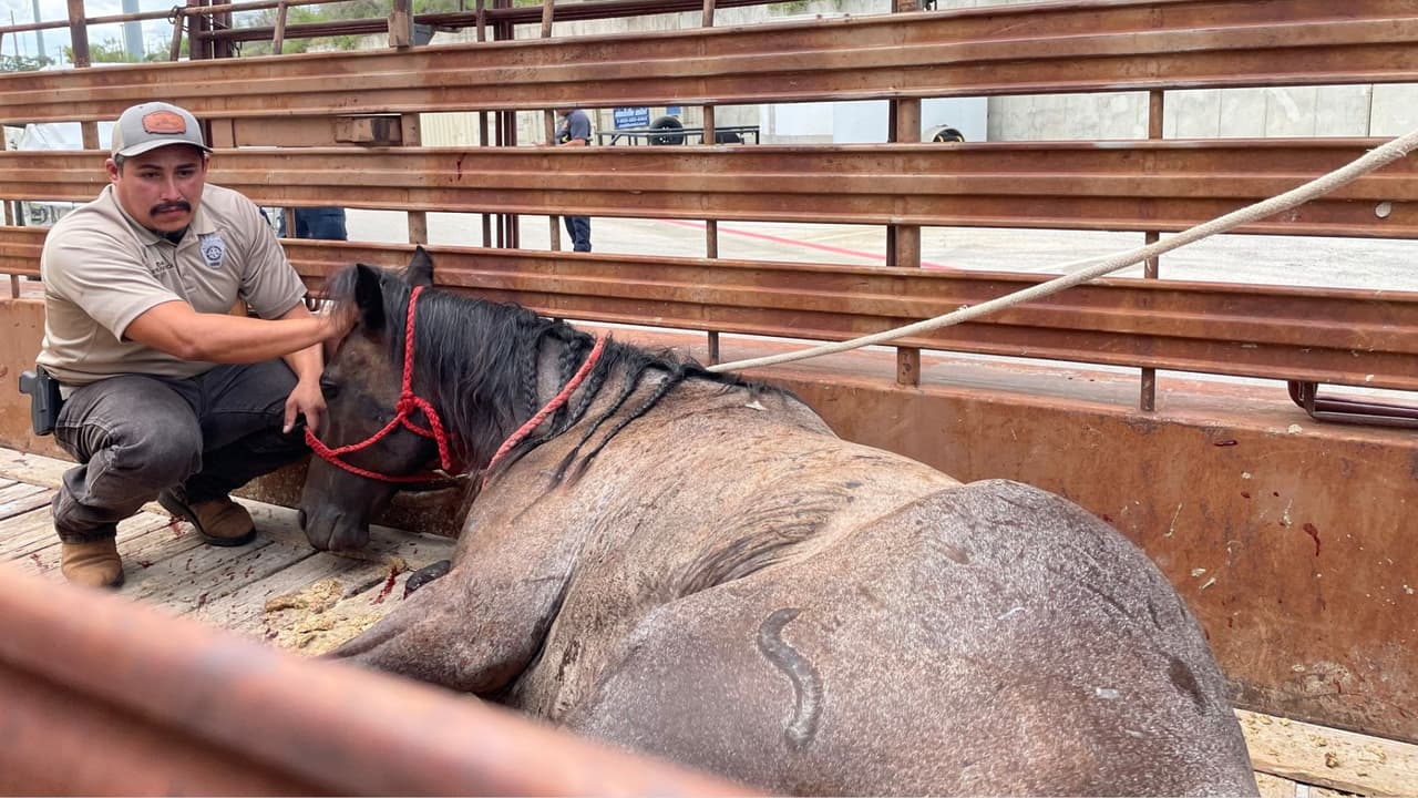 Una pareja fue arrestada por
<b><a href="https://www.univision.com/local/arizona-ktvw/autoridades-hallan-perros-y-gatos-en-condiciones-deplorables-video">abandonar a su caballo herido</a></b> en plena vía pública.
<br>
<br>Los sospechosos fueron identificados como
<b>David Morales Mata, de 24 años, y Clarissa Morales Gaytán, de 23 años</b>, quienes son responsables del caballo.
<br>
<br>La investigación comenzó el pasado 27 de julio, cuando oficiales del Sheriff del Condado Bexar acudieron al reporte de
<b>un caballo herido que había sido abandonado junto a un remolque</b> en un área de San Antonio que no fue revelada.