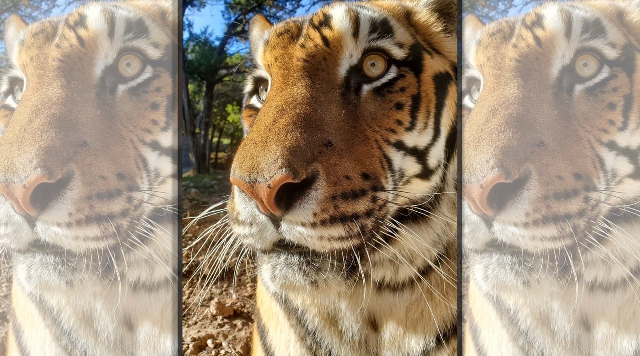 Zoológico de Austin anuncia la muerte de tigre de Bengala de 19 años