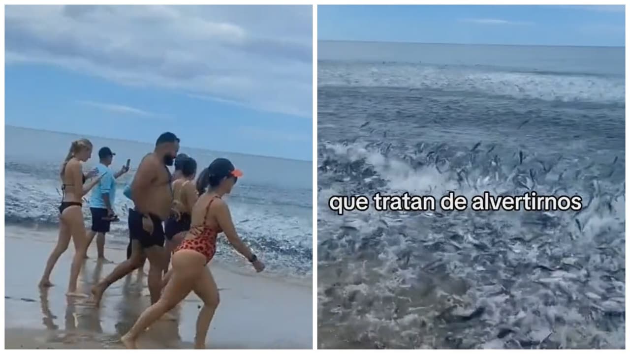 Banco de peces en la orilla del mar causa terror en TikTok.