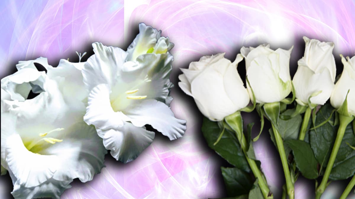5 flores usadas en funerales y su simbolismo