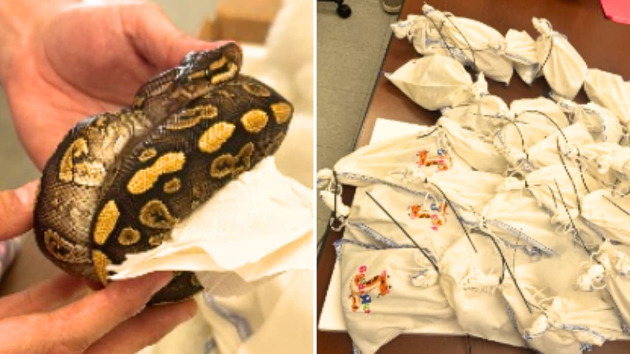 Autoridades fronterizas aseguran 39 serpientes pitón que eran traficadas por Laredo