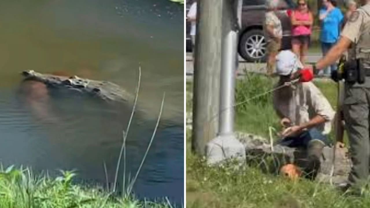 Cocodrilo capturado en Florida tras ser visto nadando con un perro en la boca