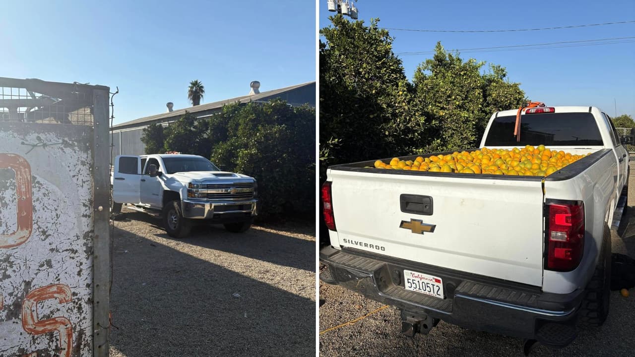 Roban kilos de naranjas con un valor de miles de dólares de un huerto en el Valle Central; hay 5 personas detenidas