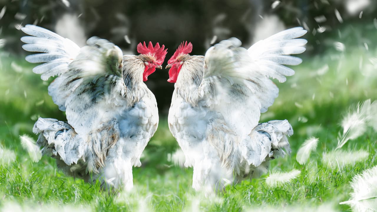Pelea de gallos termina con 25 arrestos y 50 aves rescatadas en Chester