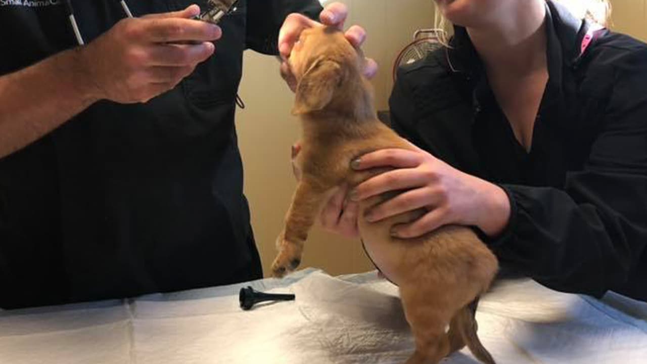 Narwhal, el cachorro unicornio llegó a su cita con el doctor.