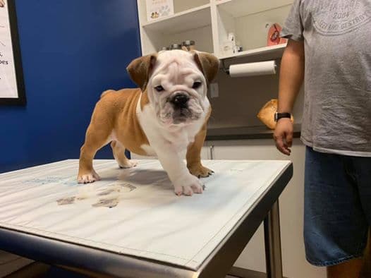 Chubby responde a su dueña Yessica.