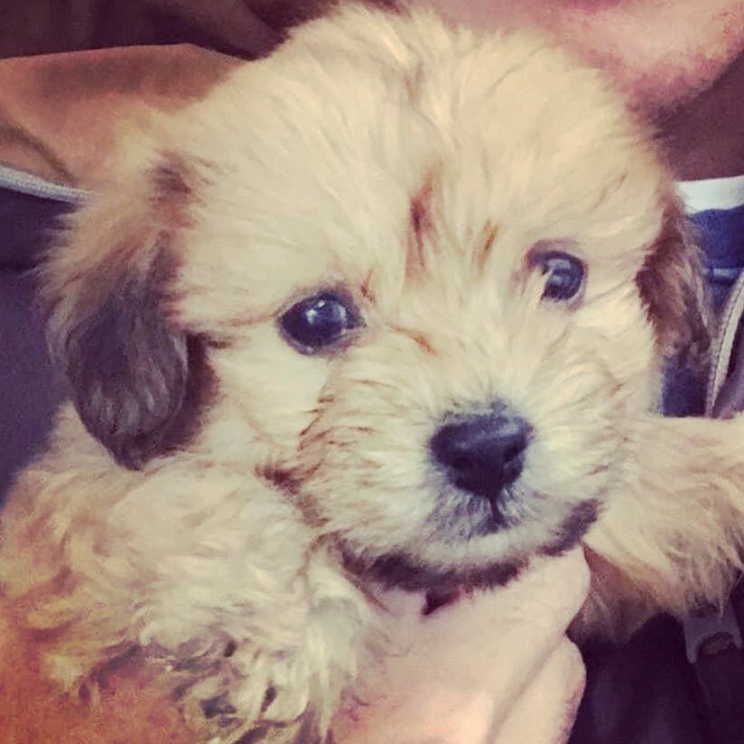 Apenas hace unos días, a princpios del mes de junio, Ninel Conde presentó a la nueva integrante de su familia; se trata de su perrita 'Guchi' de raza maltés.