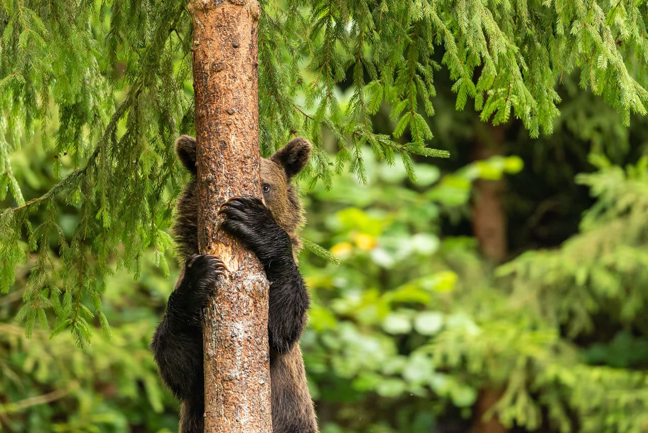 <b>‘Peek-a-boo’</b>
<br>
<br>Otra fotografía ‘muy elogiada’ en el concurso. “Parece que un oso joven que desciende de un árbol está jugando al escondite”, contó su autor. Fue tomada en Hargita, Rumanía.