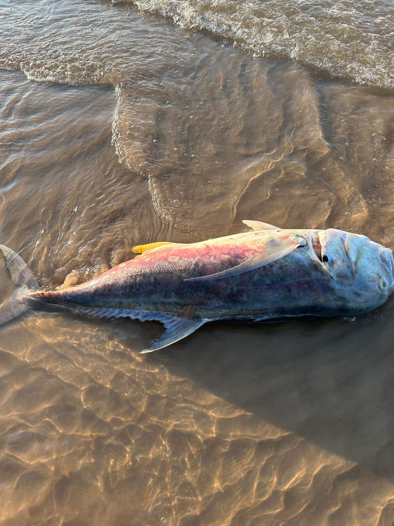 Las autoridades no recomiendan
<b>nadar en las playas en estos momentos porque los niveles de bacterias serán altos y por las aletas afiladas de los peces.</b>