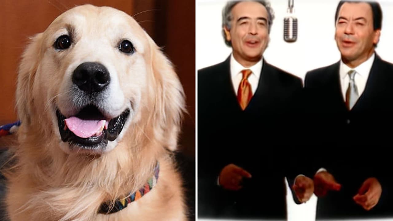 Perrito baila al son de ritmos latinos y sus graciosos videos causan furor en TikTok