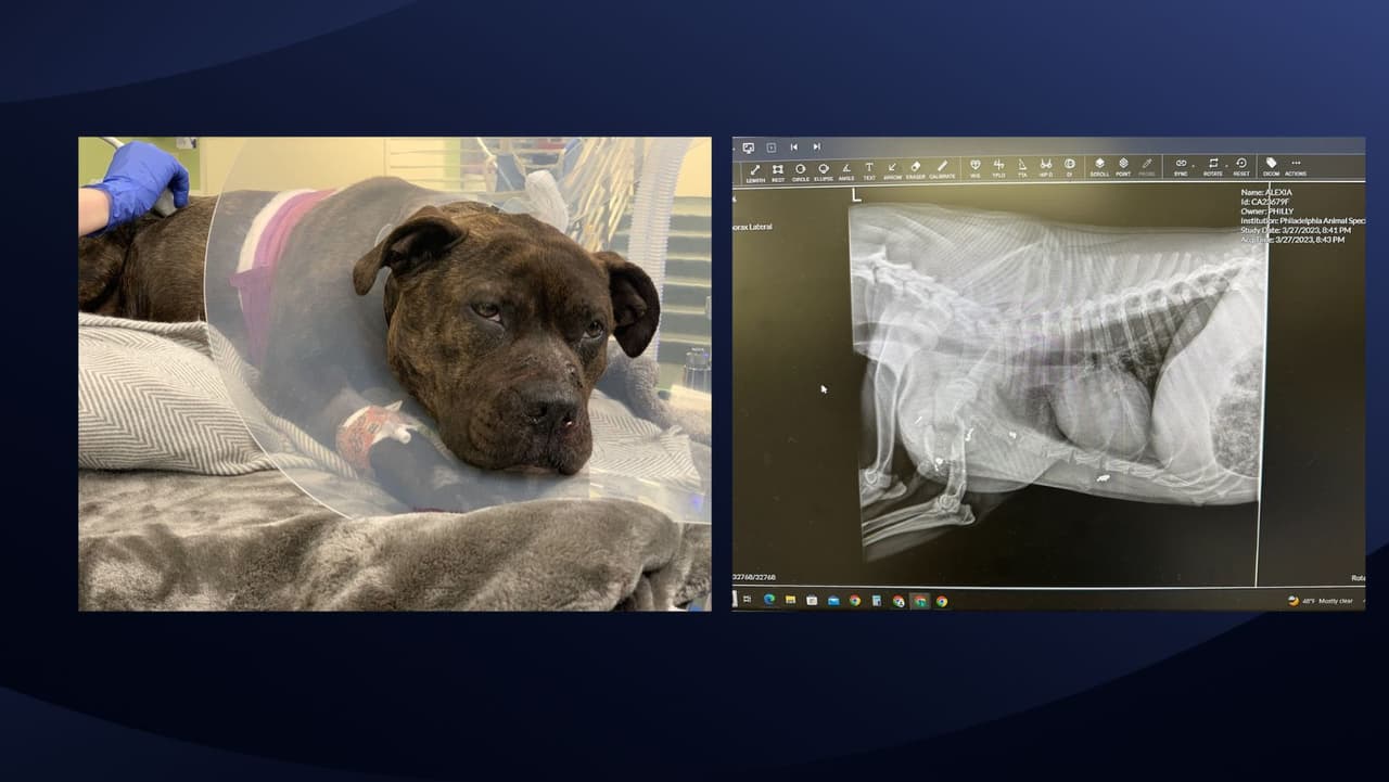 Autoridades buscan al sospechoso de dispararle a una perrita en el oeste de Filadelfia