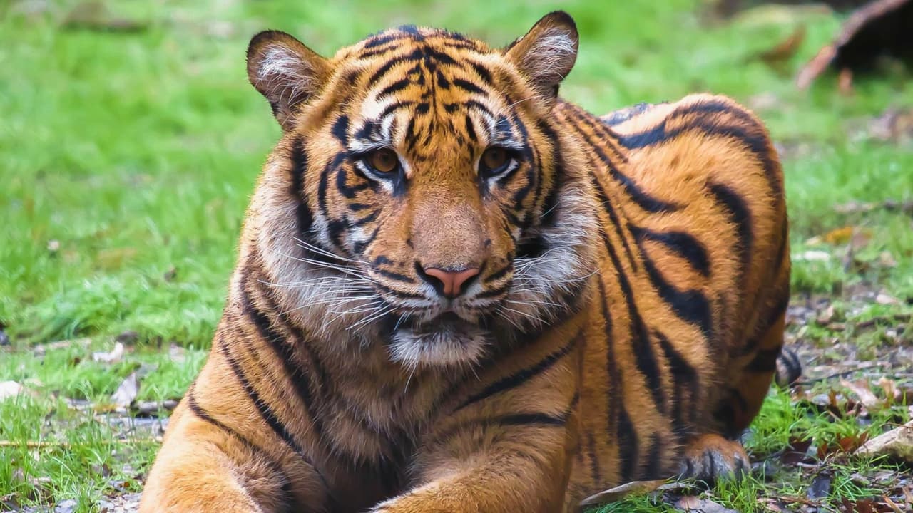 Para aquellos que deseen prolongar la emoción hasta la noche,
<b>el zoológico ofrecerá música en vivo como parte de su serie de conciertos “Safari Nights”</b>. Con la mayoría del zoológico, incluida la popular exhibición “Destination: Dinosaurs”, abierta hasta tarde,
<b>los visitantes tendrán la oportunidad de disfrutar de una experiencia única bajo las estrellas</b>.