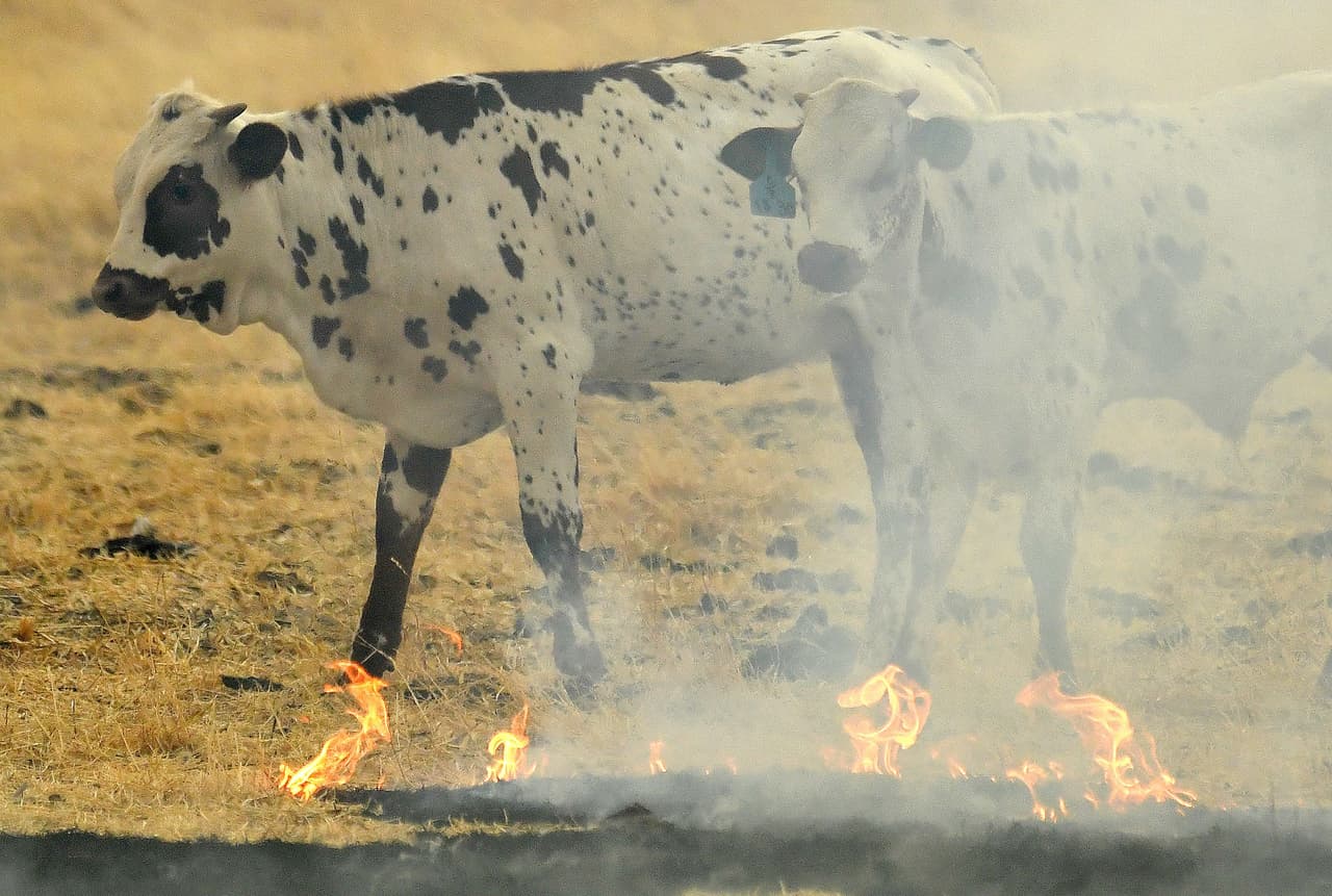 En la mortal temporada de incendios pasada murieron muchos animales, entre ellos caballos que se quemaron en establos que fueron alcanzados por las llamas.
